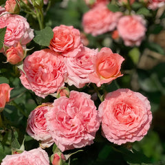 Corail Gelee Rose
