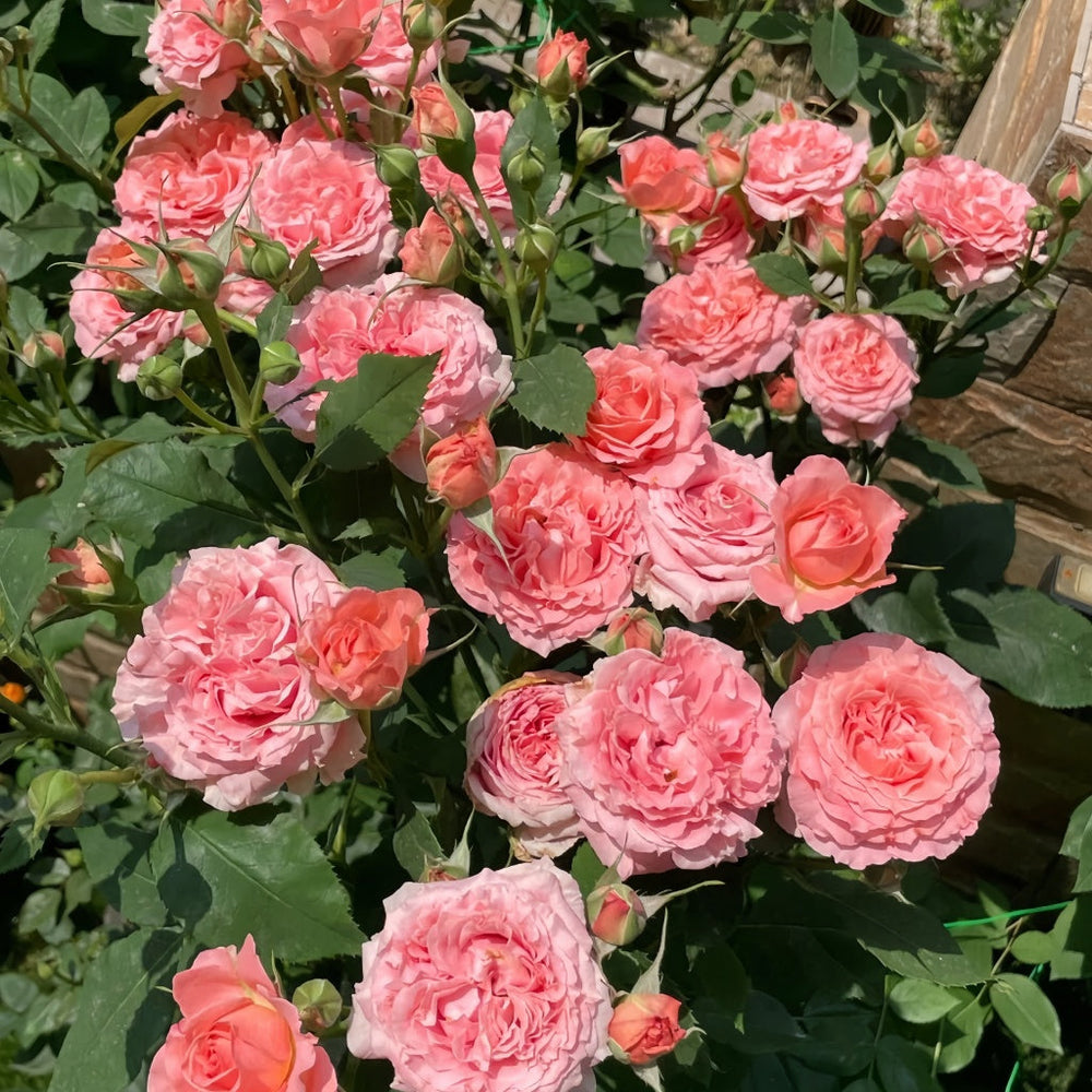 Corail Gelee Rose