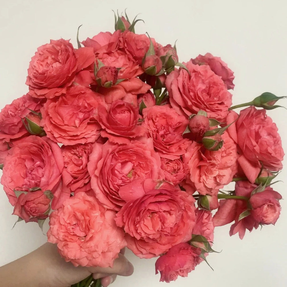 Corail Gelee Rose