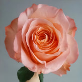 Coral Reef Rose