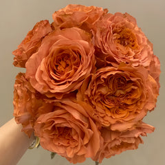 Coral X-Pression Rose
