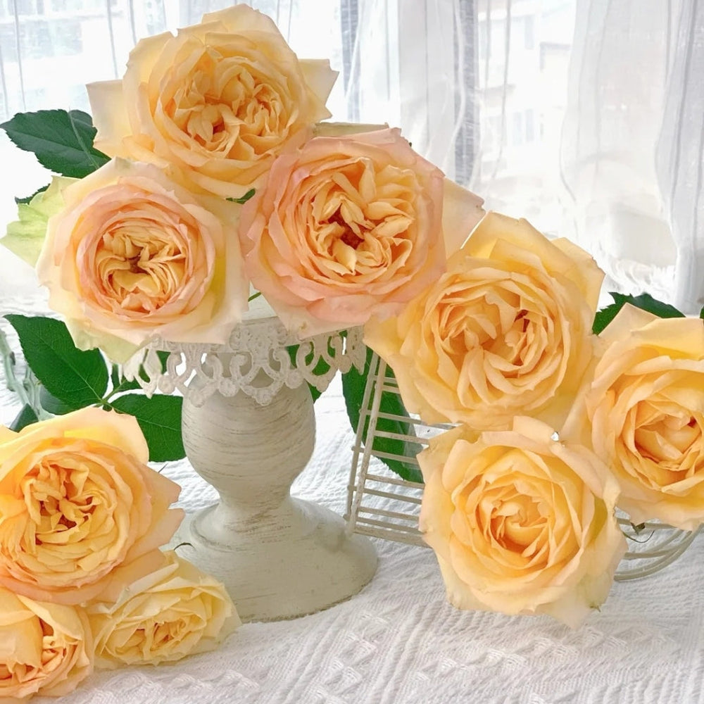 Cote d'or Rose