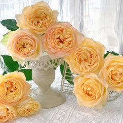 Cote d'or Rose