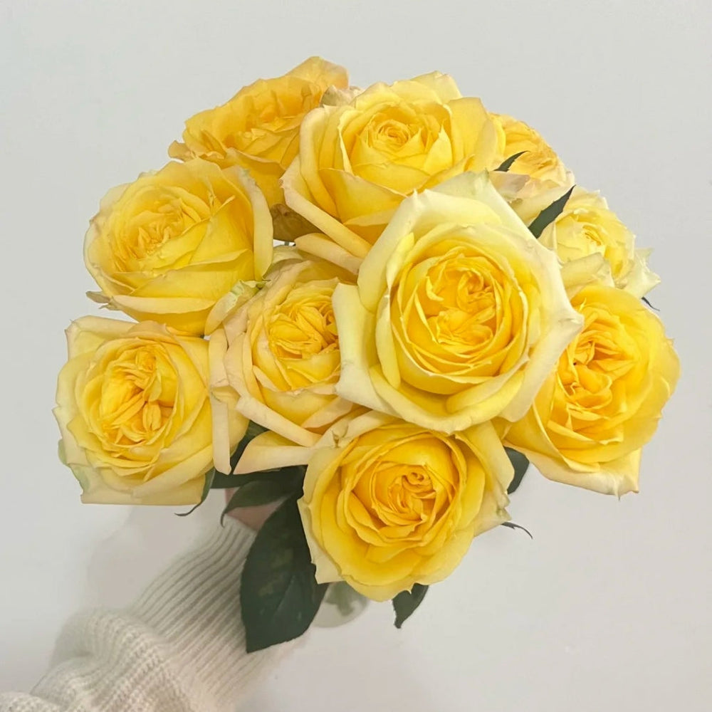 Cote d'or Rose