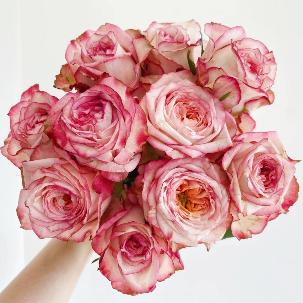 Country Spirit House Rose