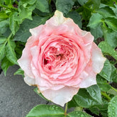 Country Spirit Peonia Rose