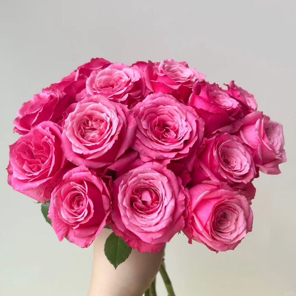 Cranberries Rose