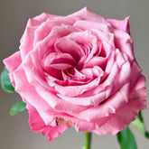 Cranberries Rose