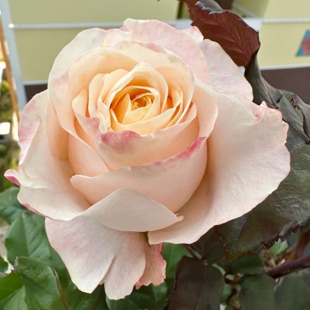 Cream Su Rose