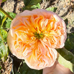 Cream X-Pression Rose