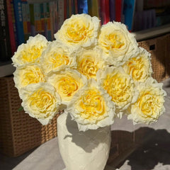 Creamy Kiss Rose