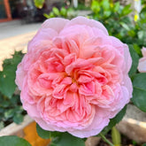 Dames de Chenonceau Rose