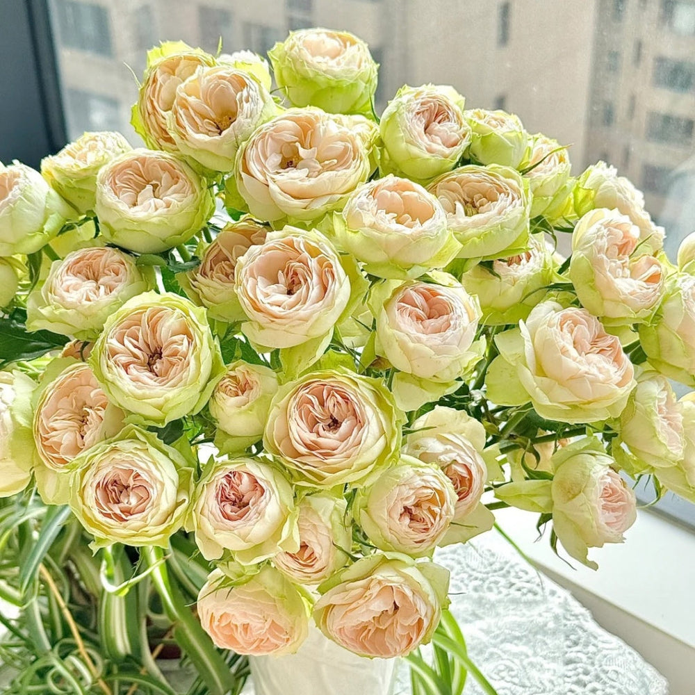 Darlene Rose