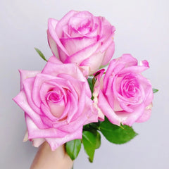 Decoration Rose