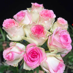 Decoration Rose