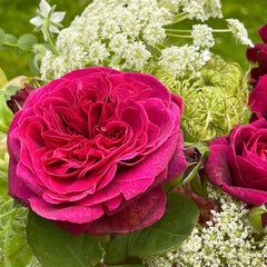 Deep Secret Rose