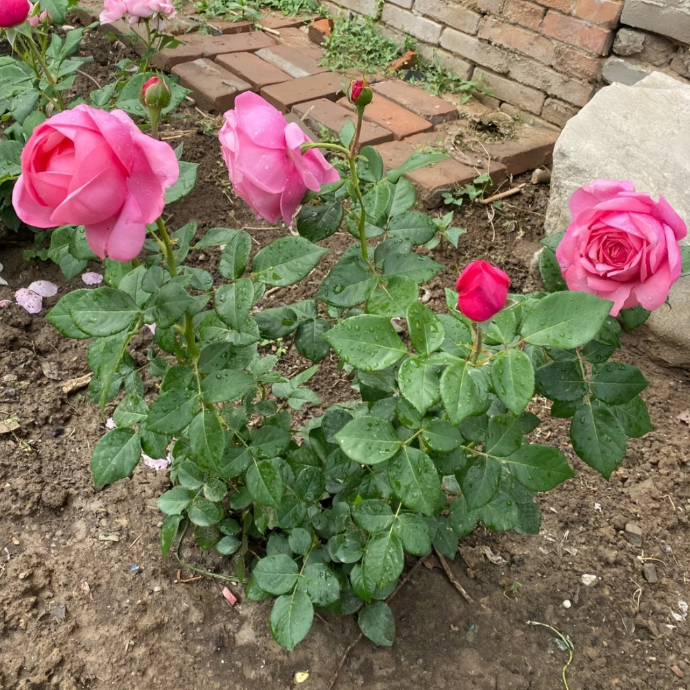 Dessiree Rose