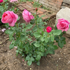 Dessiree Rose