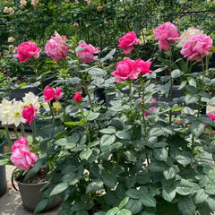 Dessiree Rose