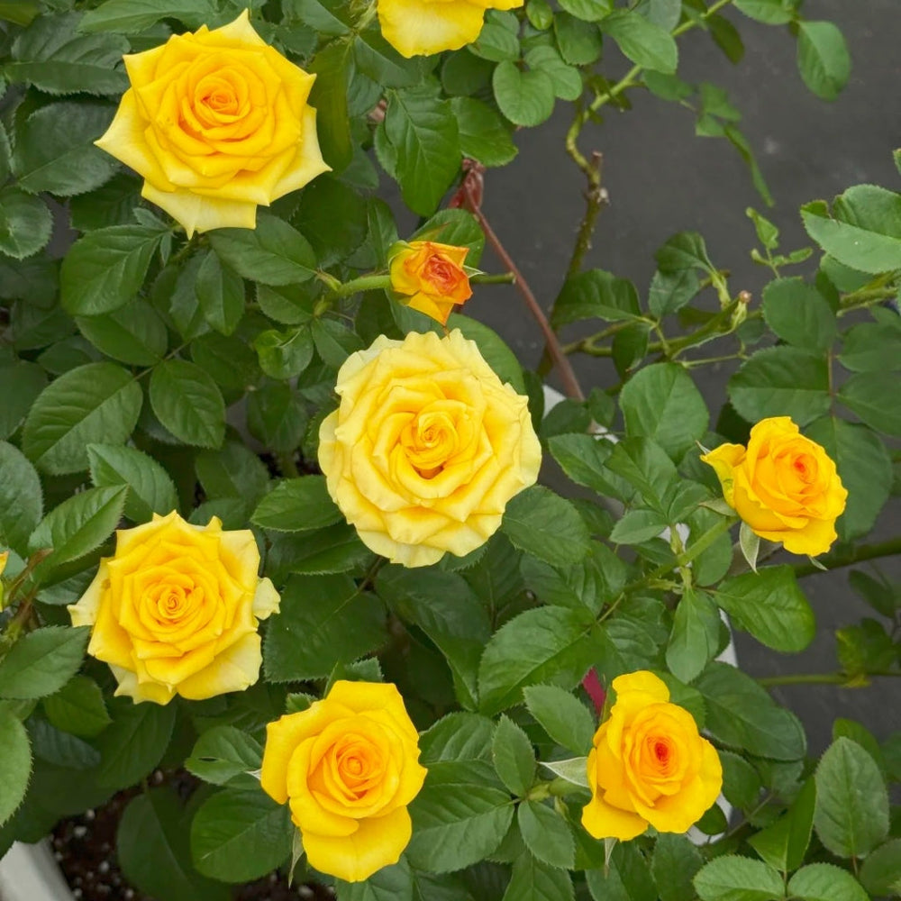 Diablo Rose