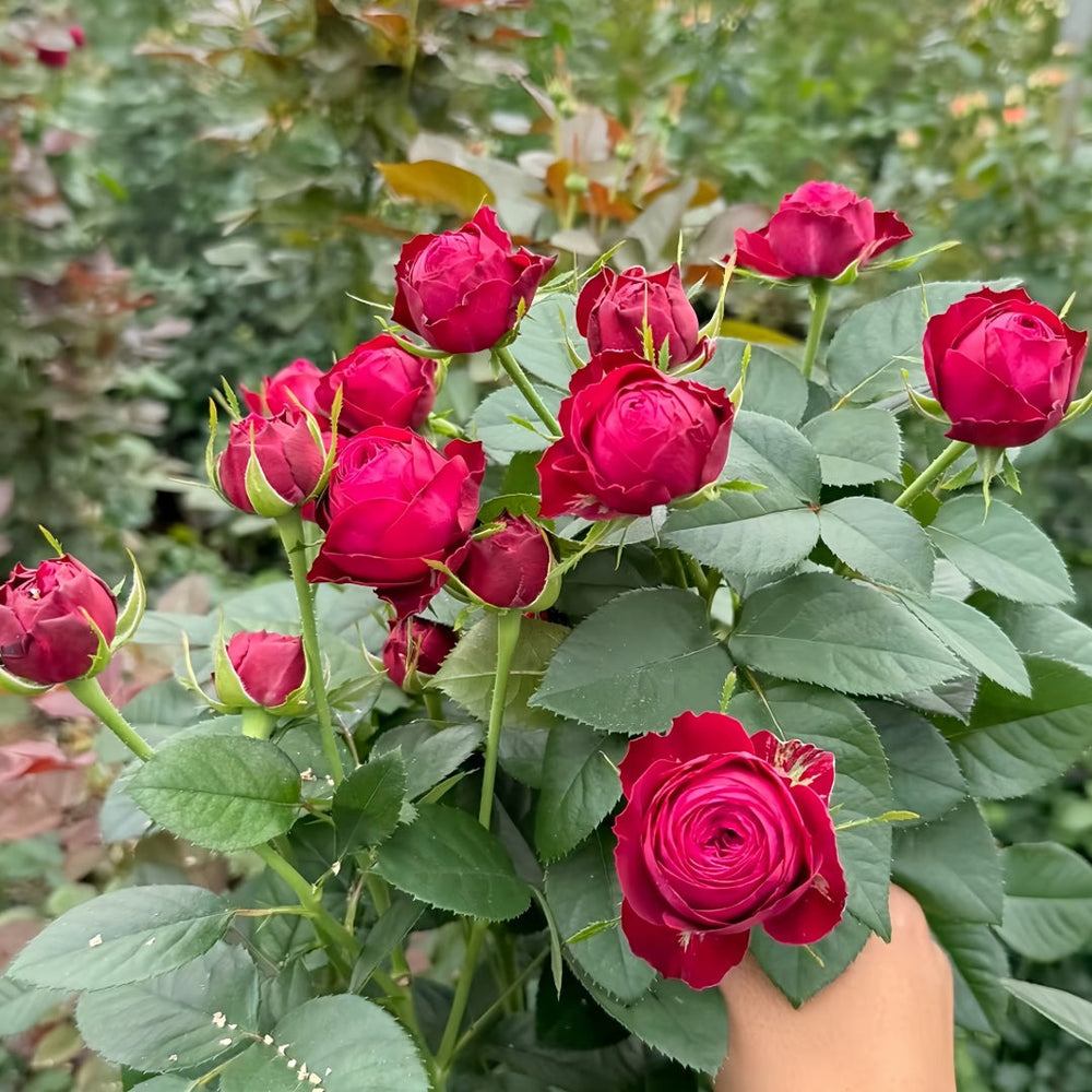 Dima Bombastic Rose
