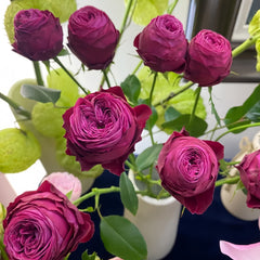 Dima Bombastic Rose