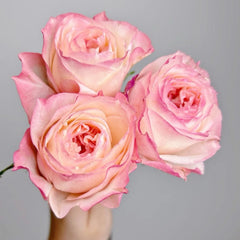Dimple Rose