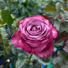 Dionysus Rose