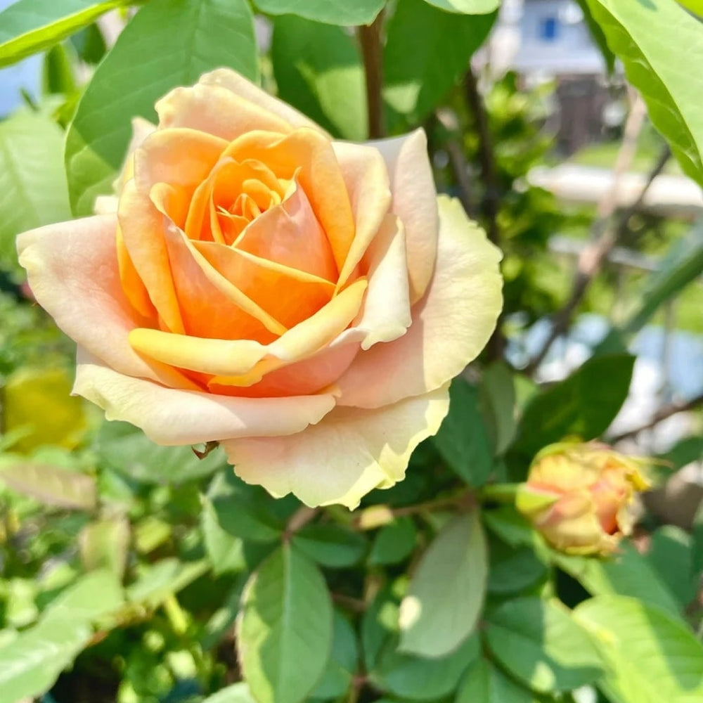 Diwyna Rose