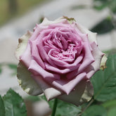 Dolcetto Rose