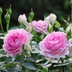Doniazade Rose