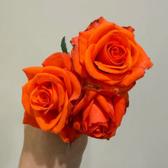 Dragon Tale Rose