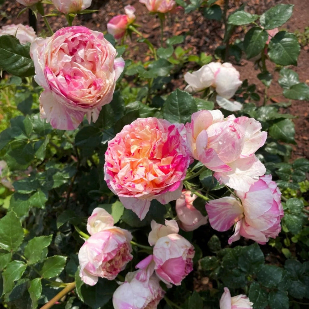 Edouard Manet Rose