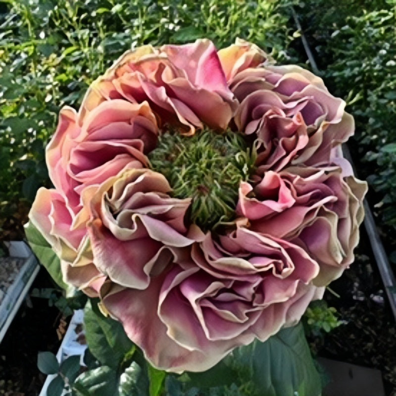 El Patron Rose