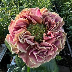 El Patron Rose