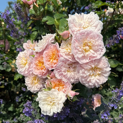 Elizabeth Rose