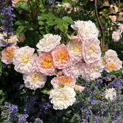 Elizabeth Rose