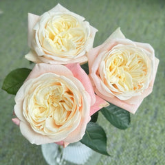 Elroy Rose