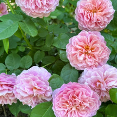 Eustacia Vye Rose