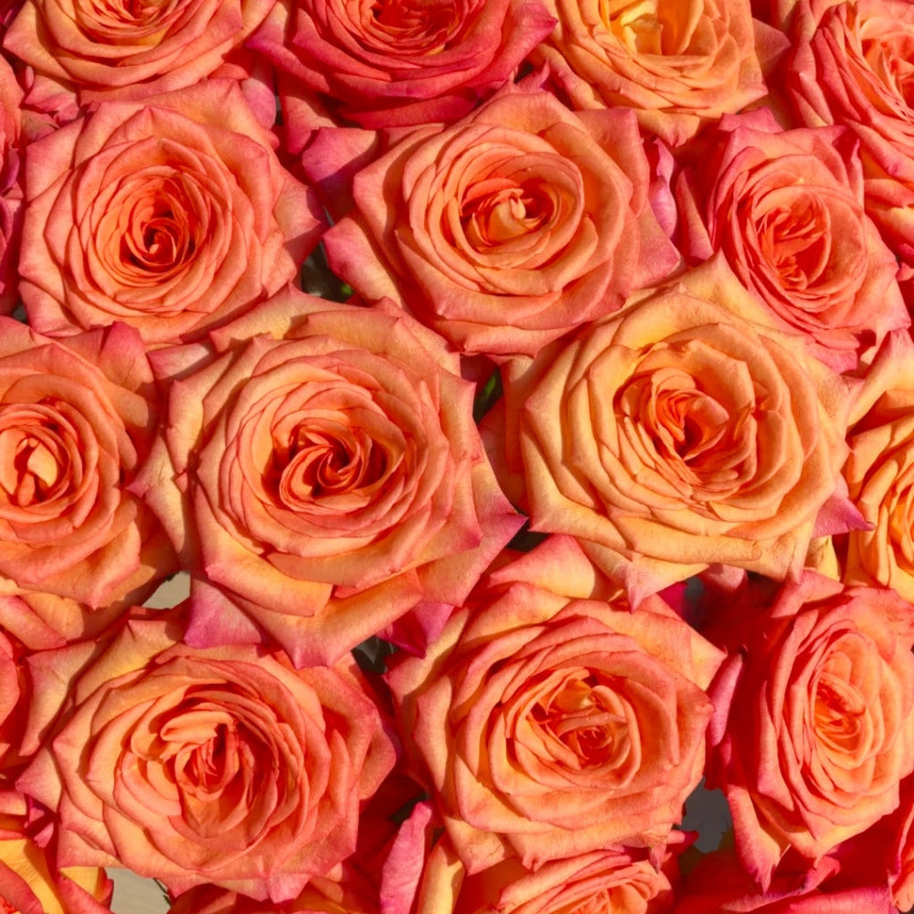 Fairy Tale Rose