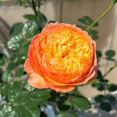Fat Apricot Rose