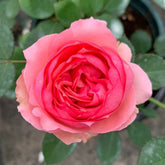 First Lady Rose