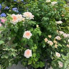 Flow Rose