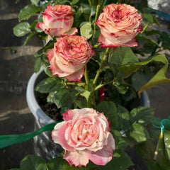 Fragrant Delicious Rose