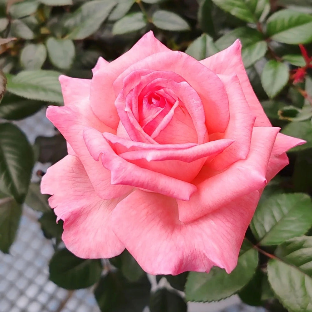 Fragonard Rose