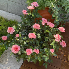 Fragonard Rose
