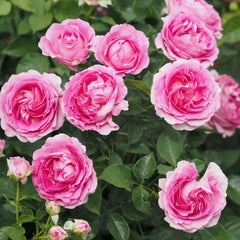 Fraulein Maria Rose