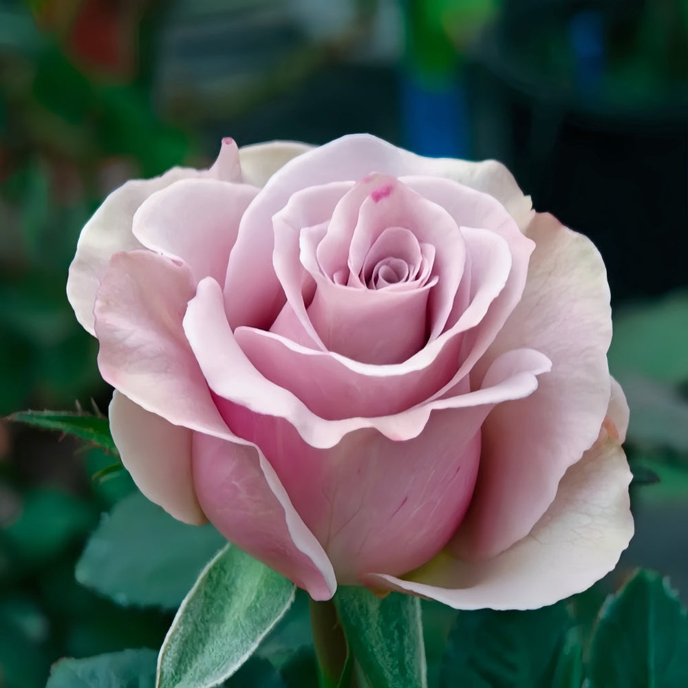 Friend Rose