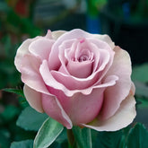 Friend Rose