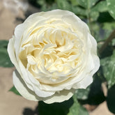 Frozen Summerhouse Rose